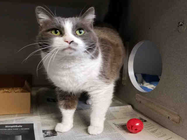 PRISSY (A222851)