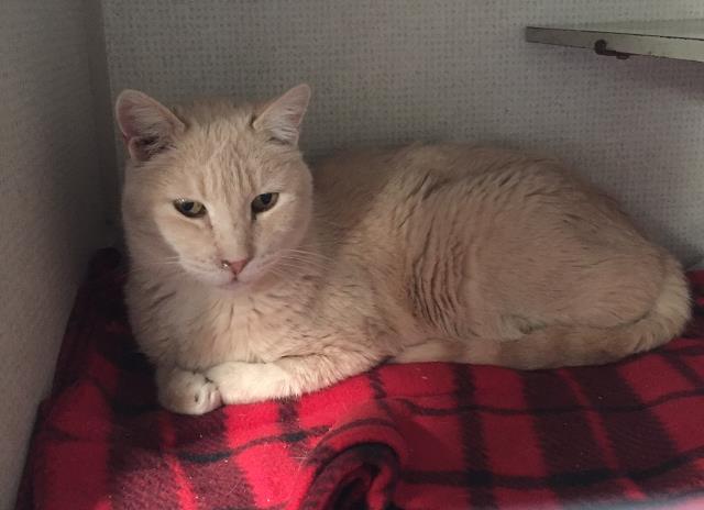 PUD A TAT (A222852)
