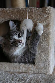 Puffball (20513673)