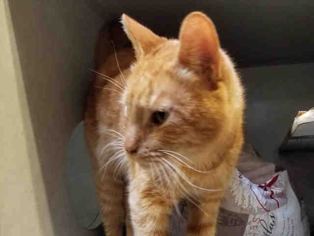 PUMPKIN (A222791)
