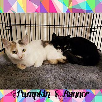Pumpkin & Ba (20200498)