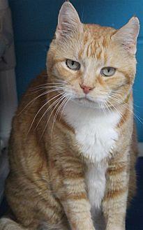 Pumpkin -Red (20682817)