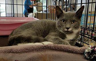 PUSHKIN (20600606)