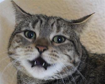 Puss Puss (20682835)