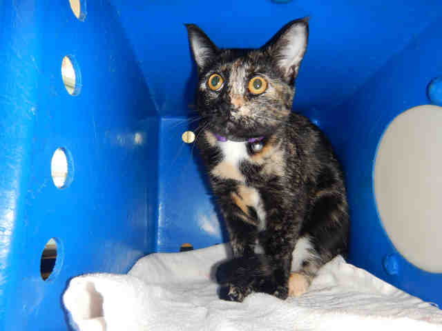 RACHEL (A1044153)