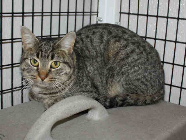 RAMONA TNR (A119943)
