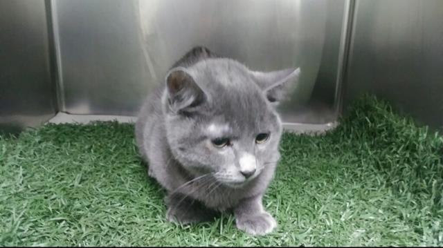 *RANGER (A190053)