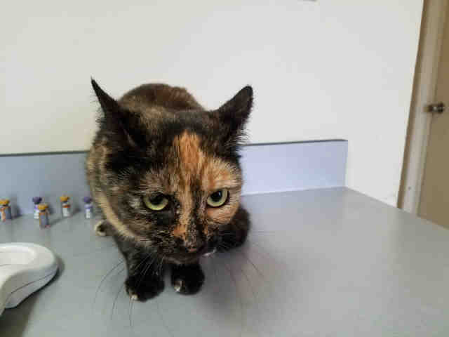 RAZZ (A002942)