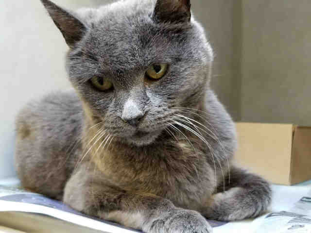 REBECCA (A146099)