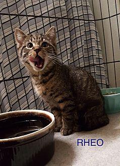 Rheo (20662830)