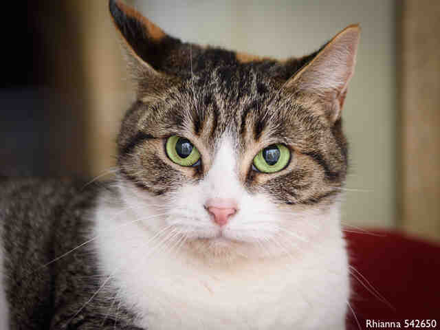 RHIANNA (A542650)
