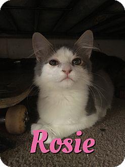 Rosie (16788270)