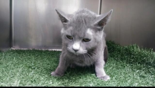 *ROSIE (A190054)