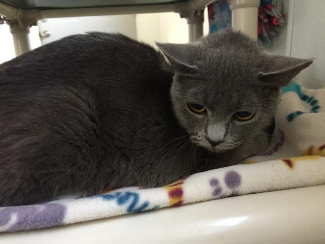 *ROSIE (A190054)