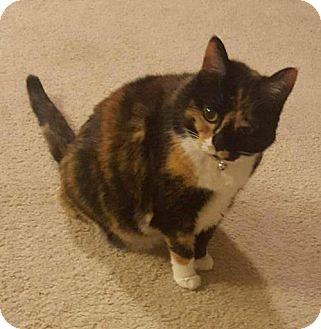 Roxy (15235512)