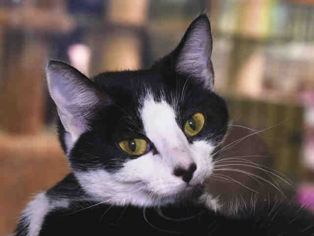 ROXY (A1069734)