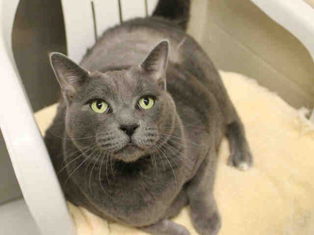 RUDOLPH (A411496)