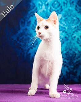 Rulo *Partia (20666653)