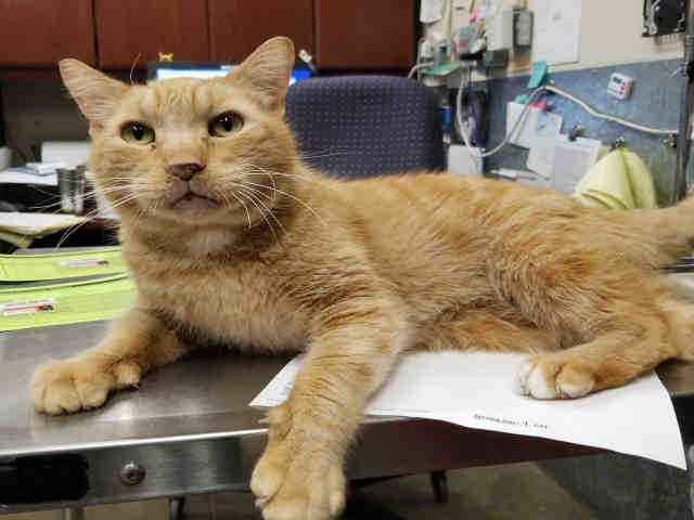 RUSTY (A222853)