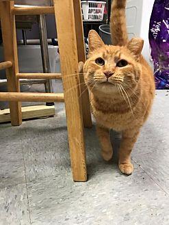Rusty-adopti (20548276)