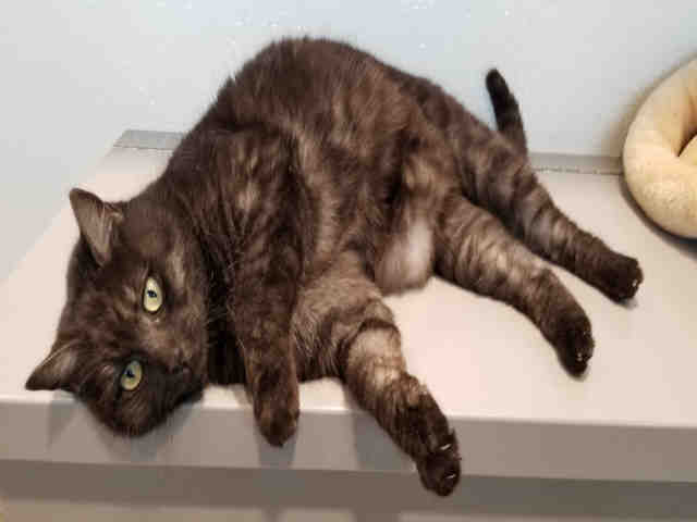 SAMANTHA (A178670)