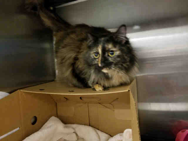 SAMOA (A149497)