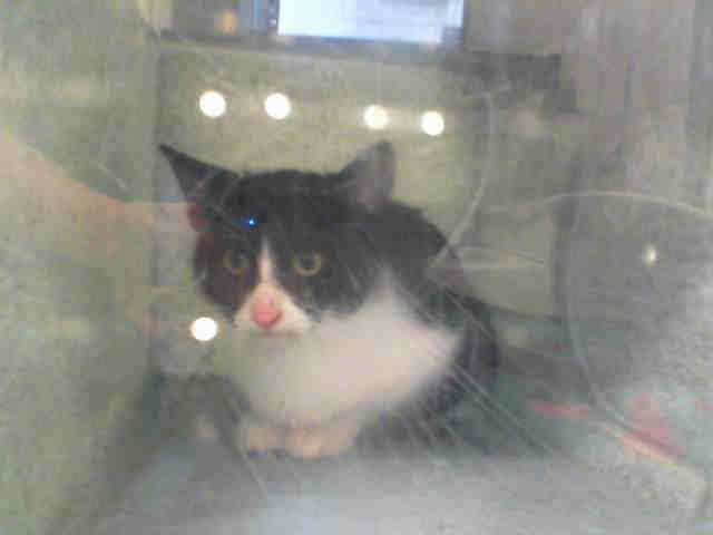 SASSY (A105442)