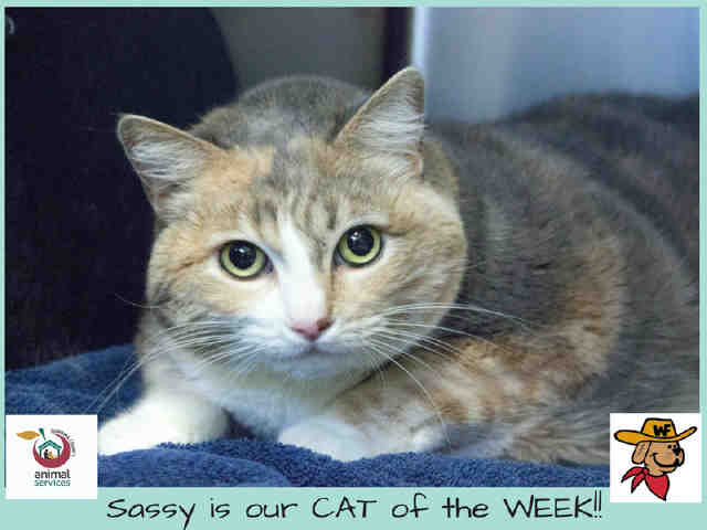 SASSY (A287613)