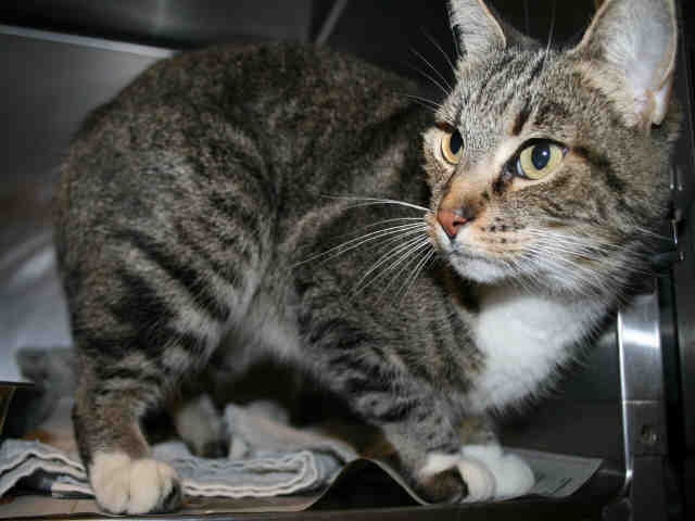 SASSY (A493047)