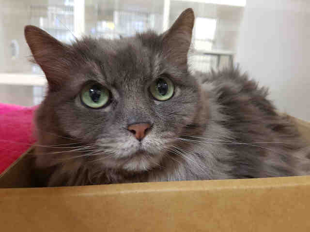 SCARLET O’HAIRY (A230090)
