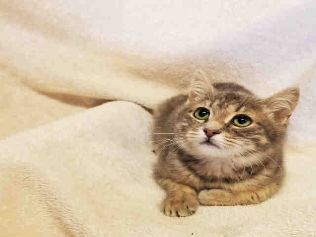 SELENA (A073913)