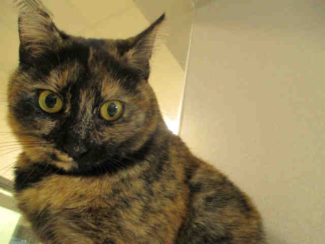 SELENA (A178669)