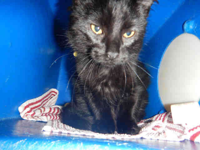 SHADOW (A1071697)