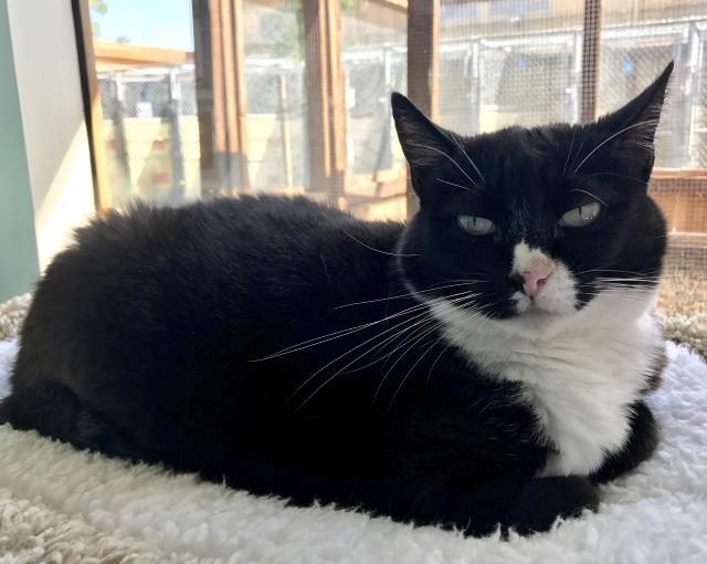 SHADOW (A129912)