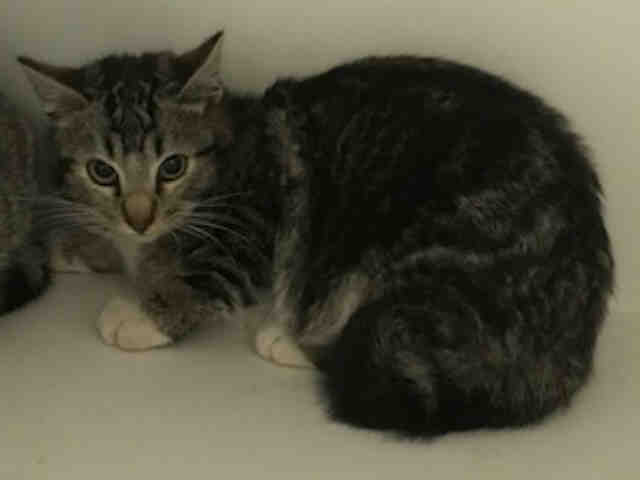 SHANE (A002928)