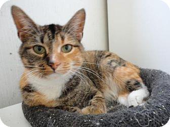Sheba (7482808)