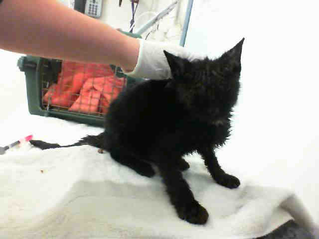 SHELLY (A105138)