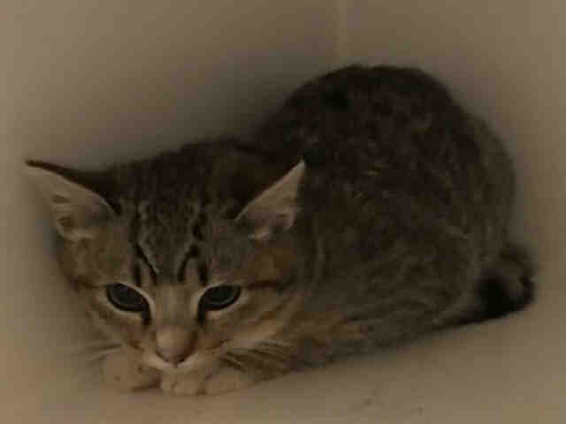 SHILA (A002927)