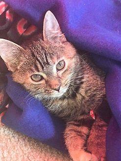 Shiraz (20455155)