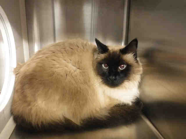 SIMON (A135852)