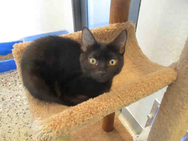 SLATE (A177696)