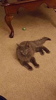 Smokey (20522662)