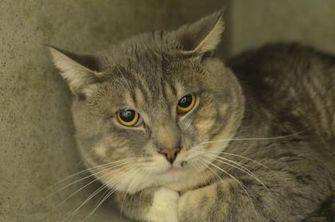 Smokey (20631357)