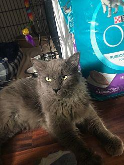 Smokey (20769163)