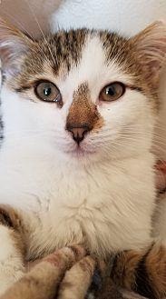 Smudge (20727870)