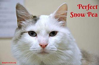 Snow Pea (19840678)