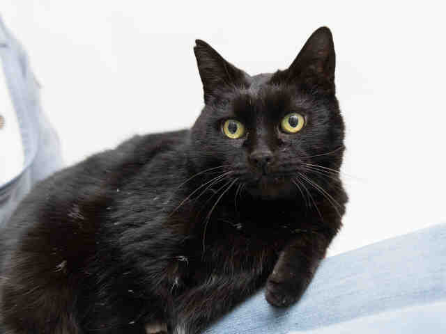 SNOWFLAKE (A412273)
