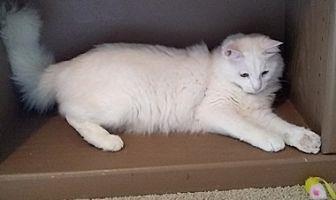 Snowi (20658601)