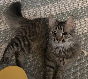 Spanky (20707283)