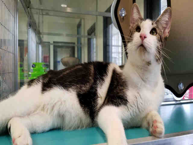 SQUEAKY (A178623)